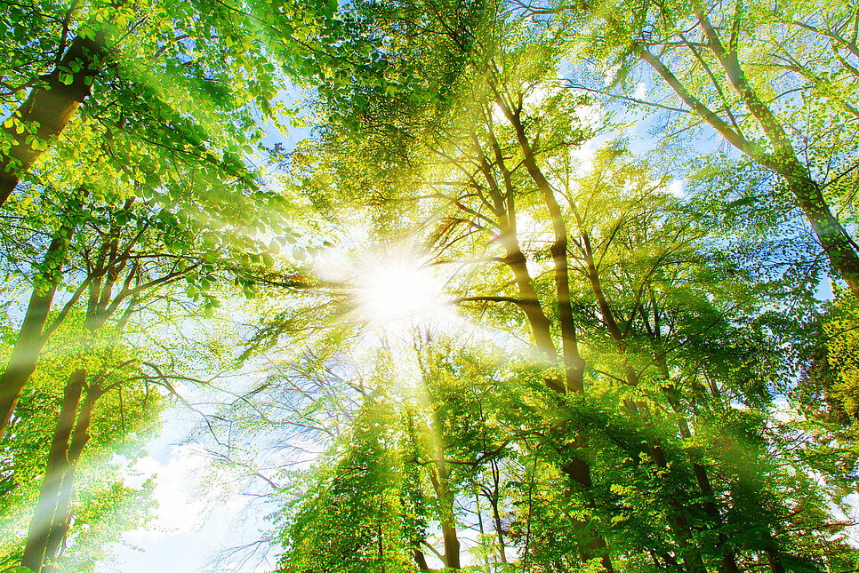 Bright sun in the forest.